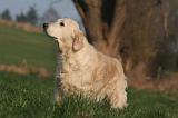 GOLDEN RETRIEVER 990